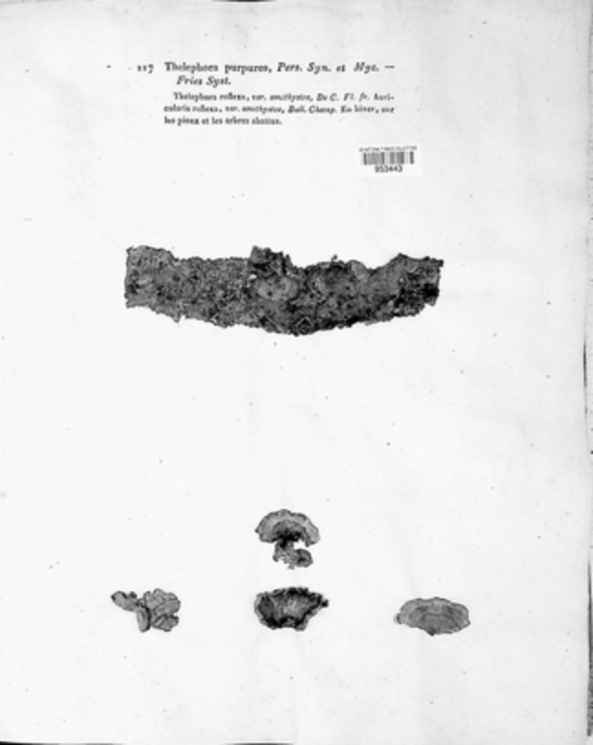 Chondrostereum purpureum image